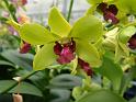 Orchid Dendrobium Amazone Trading 